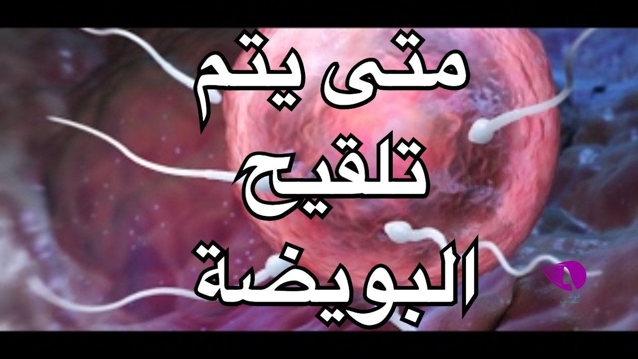 متى تتكون البويضة بعد الدورة الشهرية ؟